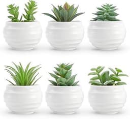Small Desk Plant
