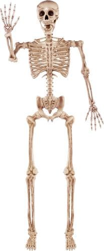 Plastic skeleton